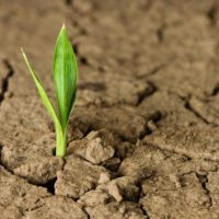 Helping your learners to… be resilient resilient-flower