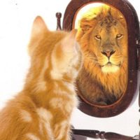 Finding Learning Power (secondary) Cat_Lion_Reflection